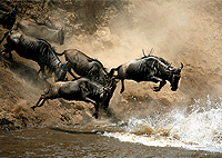 Kenya Safaris 7 Days Wildlife programmes