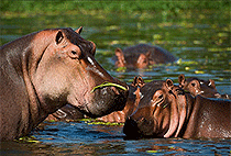 Lake Nakuru National Park 3 Days 2 Nights Safari