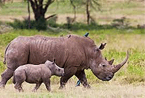 Lake Nakuru National Park 3 Days 2 Nights Safari