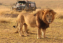 Lake Nakuru National Park 3 Days 2 Nights Safari