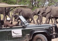 AndBeyond Kichwa Tembo Tented Camp 4 Days 3 Nights Flying Safari Package