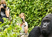 7 Days Maasai Mara & Bwindi Impenetrable Forest Luxury Flying Safari