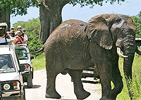 9 Days Tarangire National Park, Serengeti & Maasai Mara Luxury Flying Safari