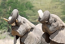 Galdessa Private Camp Tsavo East