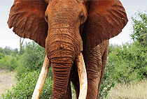 9 Days Kenya Safari Tsavo West Amboseli Nakuru Masai Mara