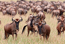 9 Days Kenya Safari Tsavo West Amboseli Nakuru Masai Mara