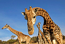 9 Days Kenya Safari Tsavo West Amboseli Nakuru Masai Mara