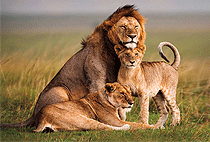 9 Days Kenya Safari Tsavo West Amboseli Nakuru Masai Mara