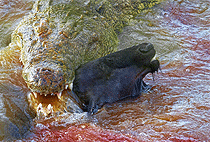 5 Days Ol Pejeta Lake Naivasha Masai Mara Lodge Safari