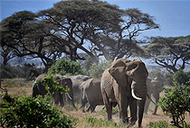 7 Days 6 Nights Kenya Safari Amboseli Nakuru Masai Mara