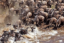 7 Days 6 Nights Kenya Safari Samburu Lake Nakuru Masai Mara