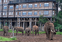 7 Days 6 Nights Kenya Safari Samburu Aberdare Nakuru Mara