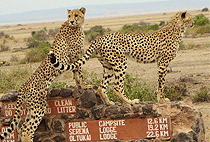 7 Days 6 Nights Kenya Safari Amboseli Nakuru Masai Mara