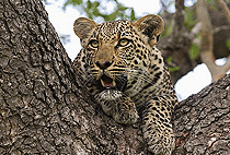 6 Days Budget Camping Safari Nakuru Mt Elgon Lake Victoria