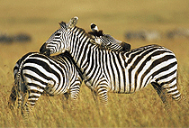 5 Days Kenya Safari Sweetwaters Lake Nakuru Masai Mara