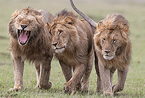 7 Days 6 Nights Kenya Safari Masai Mara Naivasha Amboseli