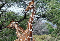 7 Days 6 Nights Kenya Safari Samburu Lake Nakuru Masai Mara