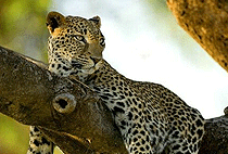 Tsavo West 2 Days Safari