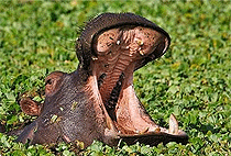 2 Days 1 Night Mombasa Tsavo West National Park Safari