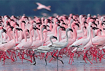 Lake Bogoria Lake Baringo 3 Days 2 Nights Road Safari