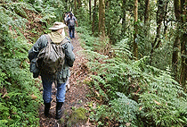 3 Days 2 Nights Nyungwe National Park Rwanda Safari