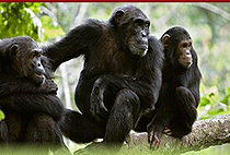 3 Days 2 Nights Nyungwe National Park Rwanda Safari