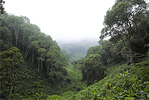 3 Days 2 Nights Nyungwe National Park Rwanda Safari