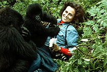 Dian Fossey Hike Volcanoes National Park 1 Day Tour