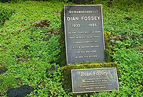 Dian Fossey Hike Volcanoes National Park 1 Day Tour