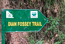 Dian Fossey Hike Volcanoes National Park 1 Day Tour