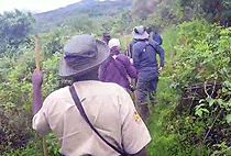 Golden Monkey Tracking Volcanoes National Park 1 Day Trip Safari