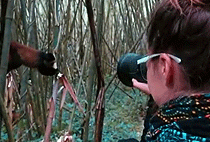 Golden Monkey Trekking Rwanda Volcanoes National Park