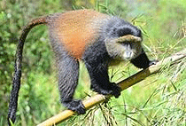 Kigali Golden Monkey Trekking Mgahinga Gorilla Park 1 Day Tour