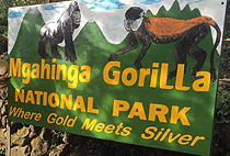 Kigali Golden Monkey Trekking Mgahinga Gorilla Park 1 Day Tour