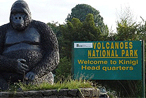 2 Day Rwanda Hiking Tour Mt Karisimbi Volcanoes National Park