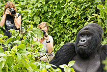 3 Days 2 Nights Rwanda Gorilla Trekking Volcanoes Lake Kivu Safari 