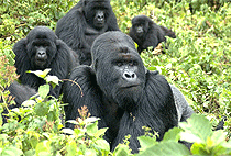 3 Day Rwanda Gorilla Trekking Safari Dian Fossey Tomb Hike