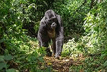 3 Days 2 Nights Virunga National Park Congo Gorilla Safari