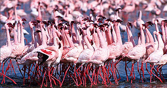 2 days nakuru safari
