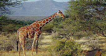 2 Days/ 1 Night Samburu Safari