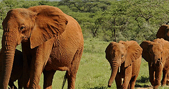 2 Days/ 1 Night Samburu Safari