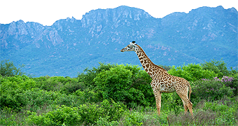 2 days tsavo west safari