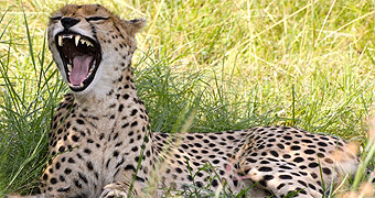 7 Days/ 6 Nights Kenya Safari