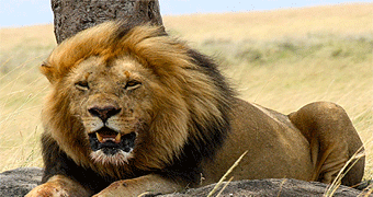 7 Days/ 6 Nights Kenya Safari