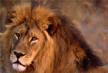 Ngorongoro Crater Lion
