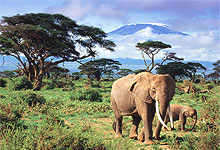 Kilimanjaro with elephants