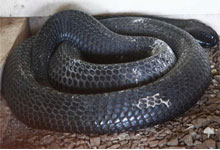 Snake Park in Nairobi