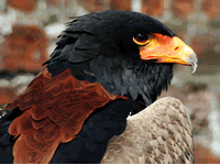 Bateleur Eagle - in Maasai Mara, Kenya