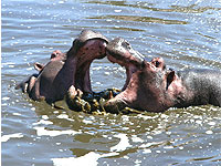 Hippo Pool in the Mara River at Ngerende Island Lodge