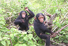 Jane Goodall Sanctuary